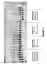 Fig. 12 - ANTISENSE OLIGONUCLEOTIDES FOR INDUCING EXON SKIPPING AND METHODS OF USE THEREOF