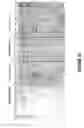 Fig. 13 - ANTISENSE OLIGONUCLEOTIDES FOR INDUCING EXON SKIPPING AND METHODS OF USE THEREOF