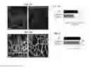 Fig. 06 - Compositions and methods for controlling vasculature