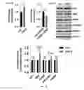 Fig. 09 - Compositions and methods for controlling vasculature