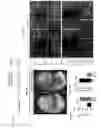 Fig. 22 - Compositions and methods for controlling vasculature