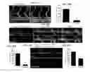 Fig. 41 - Compositions and methods for controlling vasculature