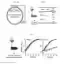 Fig. 09 - Gene expression in Bacteroides