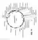 Fig. 41 - FAD3 performance loci and corresponding target site specific binding proteins capable of inducing targeted breaks