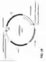 Fig. 45 - FAD3 performance loci and corresponding target site specific binding proteins capable of inducing targeted breaks