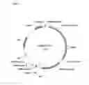 Fig. 02 - Reconstruction of site specific nuclease binding sites