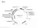 Fig. 09 - Reconstruction of site specific nuclease binding sites