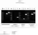 Fig. 09 - Recombinant HVT vectors expressing multiple antigens of avian pathogens and uses thereof