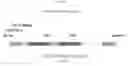 Fig. 13 - Recombinant HVT vectors expressing multiple antigens of avian pathogens and uses thereof