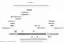 Fig. 28 - Recombinant HVT vectors expressing multiple antigens of avian pathogens and uses thereof