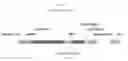 Fig. 30 - Recombinant HVT vectors expressing multiple antigens of avian pathogens and uses thereof