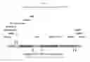 Fig. 31 - Recombinant HVT vectors expressing multiple antigens of avian pathogens and uses thereof