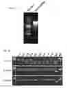 Fig. 02 - Method for making site-directed modification to plant genomes by using non-inheritable materials