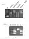 Fig. 04 - Method for making site-directed modification to plant genomes by using non-inheritable materials