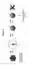 Fig. 03 - Nucleic Acid Preparation Method