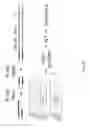 Fig. 19 - Unbiased identification of double-strand breaks and genomic rearrangement by genome-wide insert capture sequencing