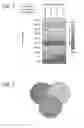 Fig. 02 - Methods for the detection of genomic copy changes in DNA samples