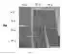 Fig. 09 - COATED ARTICLES AND METHODS
