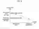Fig. 09 - Exhaust gas purification apparatus and method for controlling the same
