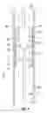 Fig. 05 - Wellbore debris handler for electric submersible pumps