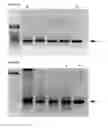 Fig. 11 - Cell-based assay for determining mTOR activity