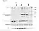 Fig. 19 - Cell-based assay for determining mTOR activity