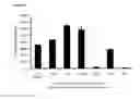 Fig. 23 - Cell-based assay for determining mTOR activity
