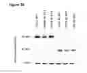 Fig. 26 - Cell-based assay for determining mTOR activity
