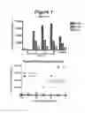 Fig. 02 - CELLULAR EXPRESSION MODEL OF TAU AGGREGATION