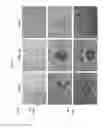 Fig. 09 - Methods of determining interferon having direct inhibitory effects on tumors and uses thereof