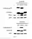 Fig. 03 - Methods for detecting protein-protein interactions