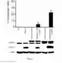 Fig. 04 - Methods for detecting protein-protein interactions