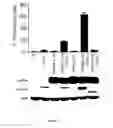 Fig. 06 - Methods for detecting protein-protein interactions