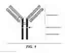 Fig. 02 - IMMUNOGLOBULIN GLYCOSYLATION PATTERN ANALYSIS