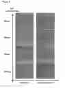 Fig. 03 - PROCESS FOR OBTAINING HIGH-PERIOD, THICK ORDERED FILMS COMPRISING A BLOCK COPOLYMER