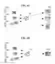 Fig. 05 - Printing apparatus that prints images received from a plurality of external apparatuses, method of controlling the same, and storage medium