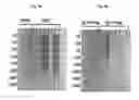 Fig. 08 - TRANSGENIC MOUSE EXPRESSING INACTIVATED HUMAN IDURONATE-2-SULPHATASE AND METHOD FOR IMPROVING A HUNTER SYNDROME TREATING AGENT USING SAME