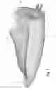 Fig. 07 - Athletic shoe protector