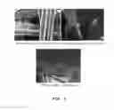 Fig. 07 - Dental barrier membrane using silk matrix and method of manufacturing the same