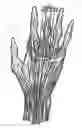 Fig. 01 - Dynamic taping method for inhibition and elicitation of skeletal muscle tone