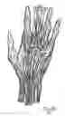 Fig. 07 - Dynamic taping method for inhibition and elicitation of skeletal muscle tone