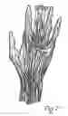 Fig. 08 - Dynamic taping method for inhibition and elicitation of skeletal muscle tone