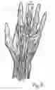 Fig. 09 - Dynamic taping method for inhibition and elicitation of skeletal muscle tone