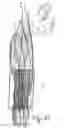 Fig. 35 - Dynamic taping method for inhibition and elicitation of skeletal muscle tone