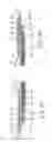 Fig. 09 - Absorbent article with absorbent core