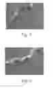 Fig. 04 - Method of Conditioning the Hair