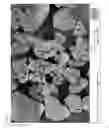 Fig. 09 - Dentifice compositions containing stannous compatible silica particles