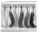 Fig. 01 - Stabilized color depositing shampoo