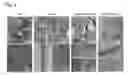 Fig. 05 - NANOBIOCOMPOSITE COMPOSITIONS AND METHODS