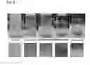 Fig. 09 - NANOBIOCOMPOSITE COMPOSITIONS AND METHODS